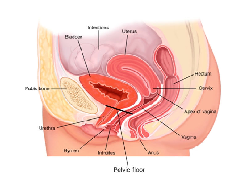Urogynecology (Female Urology)